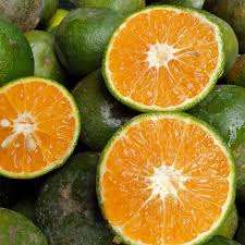 ส้มเขียวฉ่ำสดจากเวียดนามผลไม้ส้มคุณภาพระดับพรีเมี่ยมสำหรับการส่งออกในตลาดต่างประเทศพร้อมแล้ว - Product Image 3