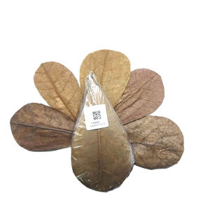 Almendra india de alta calidad, hojas de peces de acuario por debajo de 10 cm/3,93 ", paquete de 20 al mejor precio - Product Image 1