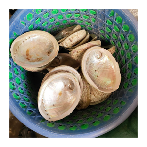 หอยเป๋าฮื้อธรรมชาติแบบเวียดนามอัญมณีขัดเงาสีรุ้งสำหรับงานหัตถกรรมเครื่องประดับและของตกแต่งที่เป็นแรงบันดาลใจจากท้องทะเล - Product Image 2