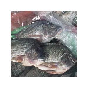 ปลานิลแช่แข็งจำนวนมากจับได้สดแช่แข็งลึกและพร้อมสำหรับร้านอาหารซูเปอร์มาร์เก็ตและผู้จัดจำหน่าย - Product Image 1