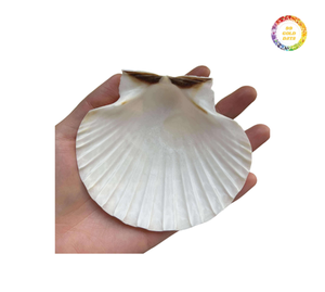 เปลือกหอยหอยเชลล์ธรรมชาติสำหรับผลิตภัณฑ์แฮนด์เมดและการตกแต่งงานศิลปะเปลือกหอยขัดเงาเหมาะสำหรับงานฝีมือของขวัญและส่งออก - Product Image 1