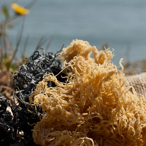 Mousse de mer Plante océanique séchée naturelle pour recettes culinaires Additifs de boissons et applications de transformation des aliments Origine Vietnam - Product Image 1