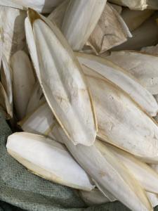 <b>Cuttlefish</b> Bone Exporters Natural <b>Cuttlefish</b> Bone Calcium Supplement Food for Pets - Product Image 6