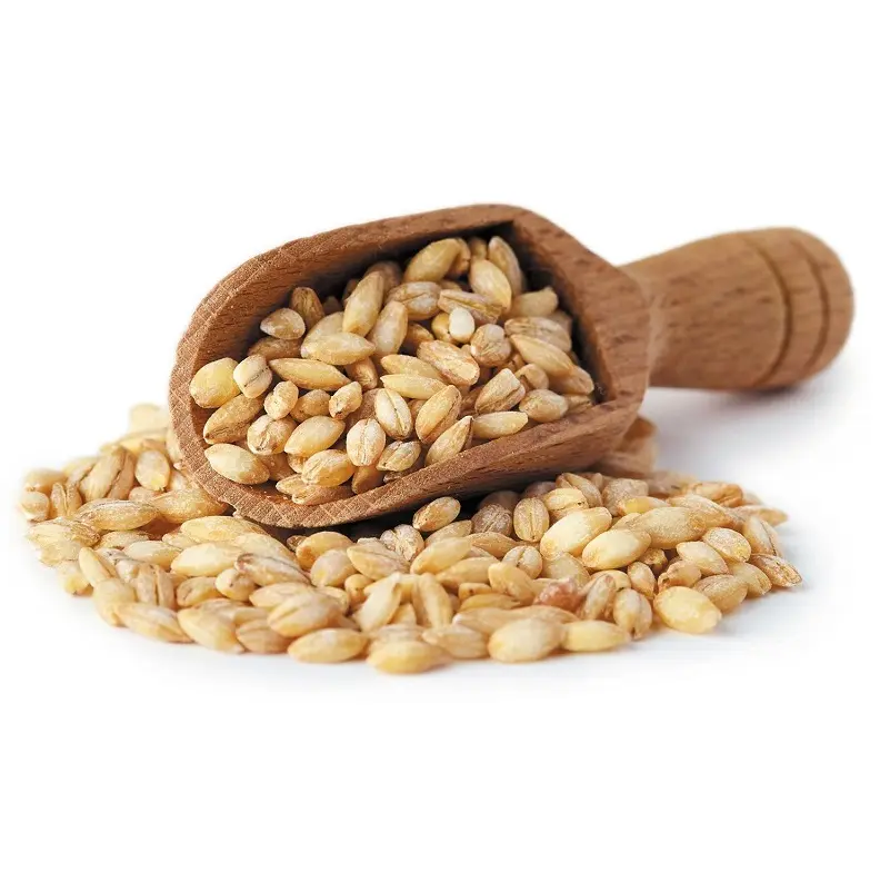As sementes da baria premium/feed animal barley