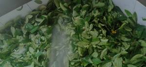 Feuilles de corossol à fort arôme Premium du Vietnam Ingrédient de thé Graviola séché et emballé pour le vrac et les petites commandes. - Product Image 3