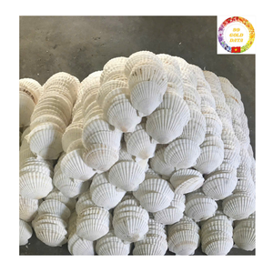 Coquillages colorés naturels en vrac Coquilles Saint-Jacques pour décoration de fête de mariage Aménagement paysager d'aquarium et projets d'artisanat faits à la main - Product Image 2