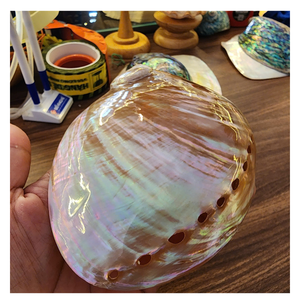 Concha de abulón colorida Acabado pulido Origen de Vietnam para la fabricación de joyas Decoración de incrustaciones de marquetería Premium - Product Image 6