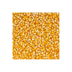 Maíz amarillo dulce/no GMO, maíz amarillo a granel, fabricante de Tailandia, venta al por mayor para la exportación, 2020 - Product Image 1