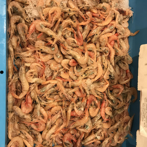 Vannamei กุ้งนอร์เวย์แช่แข็งกุ้ง vannamei ราคาของกุ้งทะเลแช่แข็งสีขาว100% ธรรมชาติ - Product Image 4