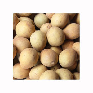 Fruta Fresca Tropical Sapota Premium Chikoo Dulce Cosecha Natural Exportador a Granel Suministro para el Mercado Mayorista - Product Image 1