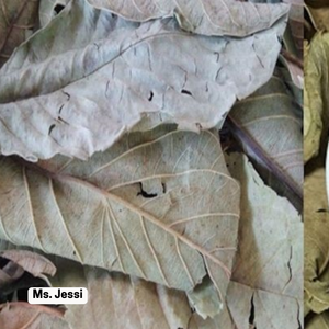 Feuilles de goyave séchées d'origine vietnamienne, tisane pour le soutien de la glycémie - Product Image 2