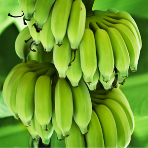 Meilleur prix Bananes vertes Cavendish biologiques fraîches de haute qualité Grade 100 20kg - Product Image 5