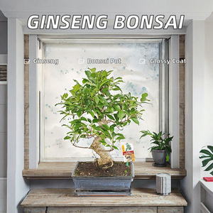 Bonsaï de <span class=keywords><strong>ginseng</strong></span> naturel <span class=keywords><strong>Ficus</strong></span> Retusa en pot en céramique avec finition émaillée pour la décoration de la maison - Product Image 3