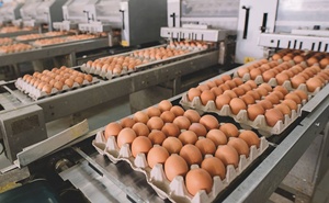 Huevos Frescos de Gallina de Mesa Marrones de la Mejor Calidad, Huevos Frescos de Gallina a Granel Económicos - Product Image 6