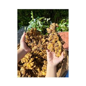 ขิงสดรสเผ็ดสุดๆจากฟาร์มราคาถูกจากเวียดนาม - Product Image 5
