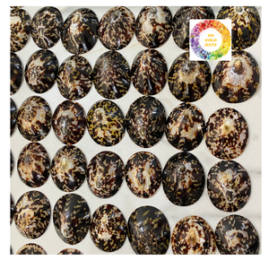 Coquillages de mer de haute qualité au Vietnam propres polis pour la décoration sur le thème de la plage - Product Image 1