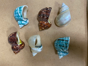 2025 Trend Natural Wicker Napkin <b>Ring</b> Exquisite Polished Seashell <b>Conch</b> Shell Table Decoration Handcrafted Natural Crafts - Product Image 5