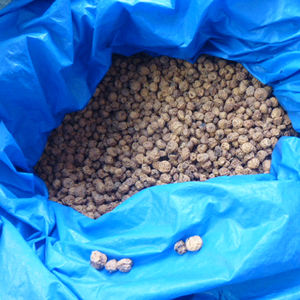 Cyperus esculentus - Product Image 2