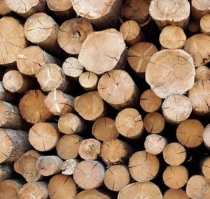 Top Grade Teak <b>Wood</b> Timber Bulk Quality Dry Round Teak <b>Logs</b> Durable Natural Teak <b>Wood</b> <b>Logs</b> Timber for Sale in Best Price - Product Image 5
