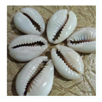 99 Gold Data Vietnam menyediakan Cowrie Shell in Black Yellow Gray dan putih untuk dekorasi dan Crafting Cowrie Shell