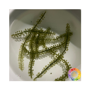 องข้อมูลจากหญ้าทะเลเกรดดีที่สุดสำหรับอุตสาหกรรมอาหารองุ่นแห้งจากทะเลขาดน้ำ99GD - Product Image 5