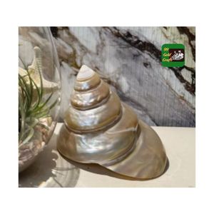 Ngọc Trai Tự Nhiên Cua Biển Hình Nón Vỏ Sang Trọng Trắng Đánh Bóng Ngọc Trai Trochus <span class=keywords><strong>Cone</strong></span> Vỏ Tháp Hình Dạng Conch <span class=keywords><strong>Seashell</strong></span> Hot Mục Trang Trí - Product Image 2