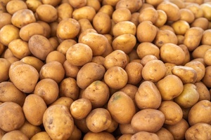 Vente en gros de pommes de terre fraîches biologiques au goût sucré - Product Image 6