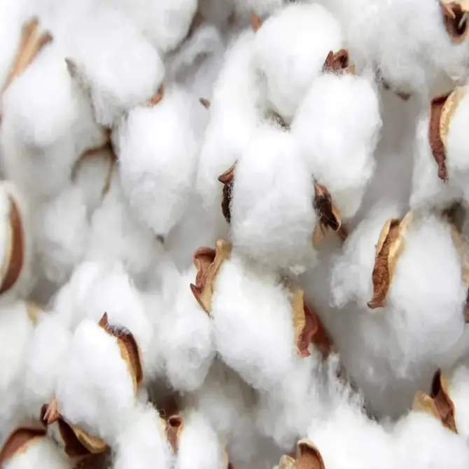 Compre algodão cru biodegradável/fio de algodão/fibra de algodão com pureza de 99%
