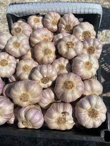 Ail entier de qualité supérieure, 100% naturel, frais et de haute qualité, emballage personnalisé pour l'exportation, marque Al Nada, Égypte, durée de conservation de 6 à 9 mois - Product Image 4