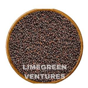 Semillas de Colza de Doble Lengua, Marca Brassica Napus, Semillas Oleaginosas, Exportador a Granel de la India, 12 Meses de Duración, Saludables - Product Image 1