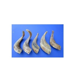 Par de cuernos de oveja hechos a mano, cuerno de oveja Real hecho a mano, cuerno de oveja Natural hecho a mano, decoración del hogar de alta calidad, uso de mesa - Product Image 2