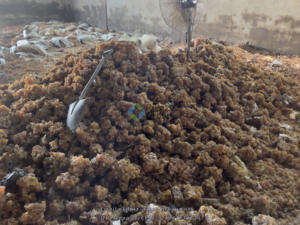 Gomme arabique soudanaise de haute qualité poudre d'acacia propre traitée prix de la gomme arabique en Chine Acacia sénégal gomme arabique - Product Image 3