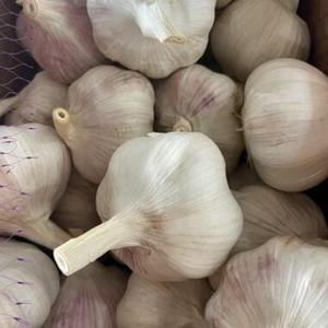 Ail blanc frais de qualité supérieure, récolte 2026, 5 cm, prix avantageux, vente en gros, meilleure vente, exportation - Product Image 5
