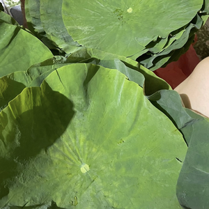 Feuilles de lotus fraîches de qualité supérieure pour l'emballage alimentaire naturel, provenant d'un fournisseur agricole vietnamien de confiance - Product Image 1