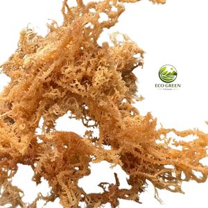 Musgo Irlandés Dorado de Alta Calidad, Cottonii, Musgo Marino Silvestre Seco para Gel - Product Image 2