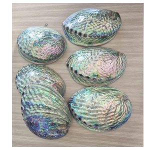 Coquille d'ormeau naturel du Vietnam pour la décoration côtière de la maison, grande pièce d'affichage de coquille d'ormeau irisé avec un aspect de style océanique - Product Image 2