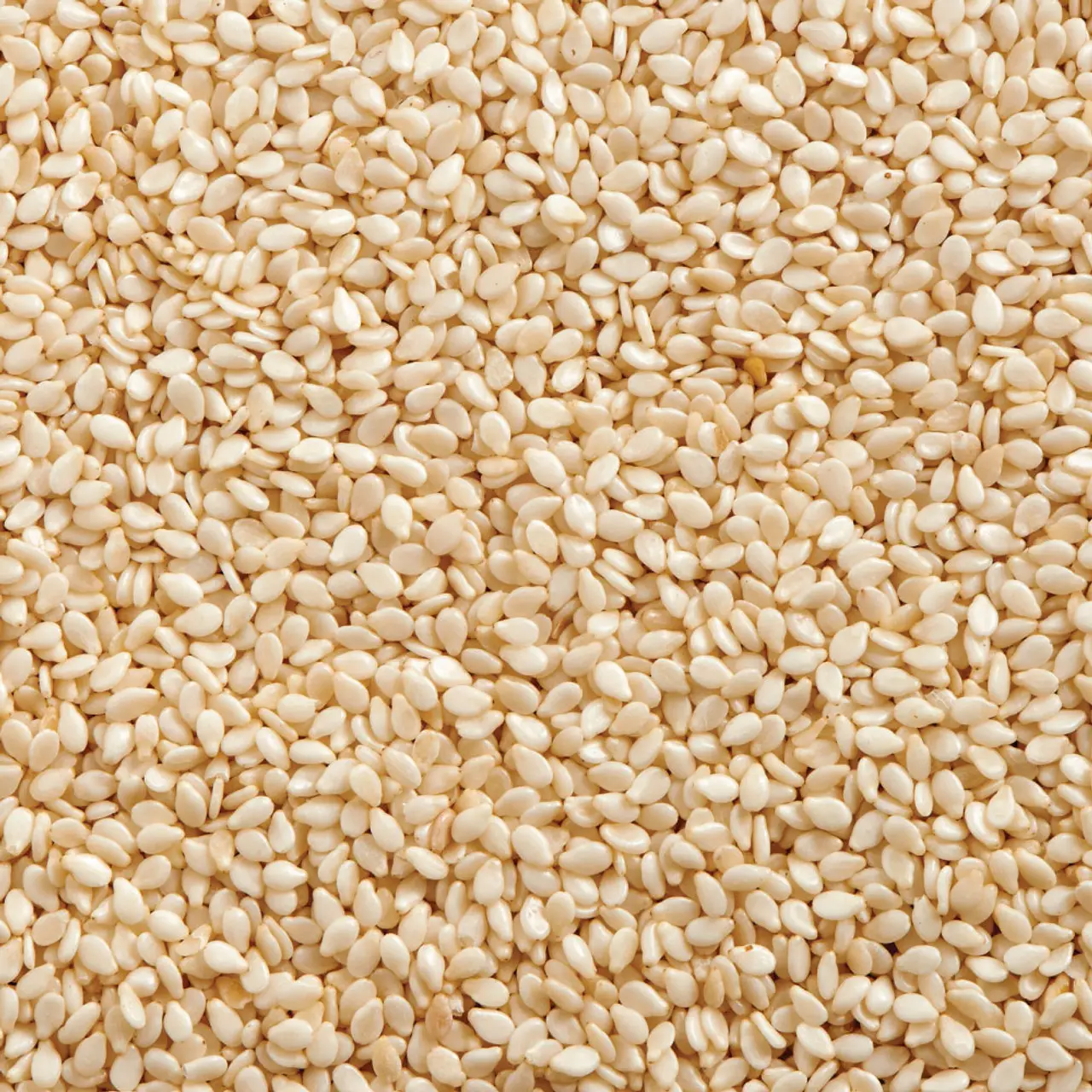 Good price of white sesame seed