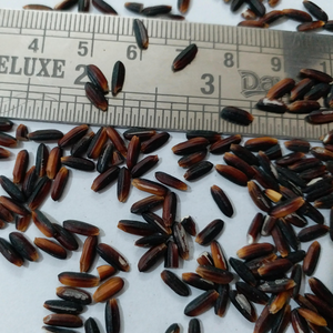 ข้าวดำเวียดนามออร์แกนิกขายส่ง บรรจุภัณฑ์ 1กก. / 5กก. / 10กก. / 25กก. / 50กก. - Product Image 2