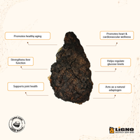 Poudre de champignon Chaga LiGNO CG06 séchée à froid, complément bien-être pour l'éclat de la peau, compatible OEM/ODM, nutraceutique fonctionnelle naturelle