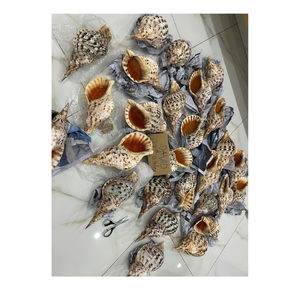 Hermosas conchas de trompeta de Vietnam para manualidades hechas a mano, ideas de decoración artística, uso de acuarios y bodas costeras - Product Image 4