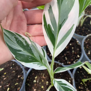 Planta de Plátano Ablo Variegada Musa AeAe de <span class=keywords><strong>Florida</strong></span> |   Cultivo de Tejido de Colección Raro de Color Blanco Variegado para Decoración Tropical de Interiores - Product Image 1