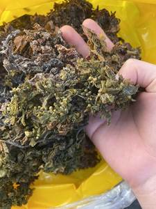 MEJOR PRECIO TOP SARGASSUM POLVO DE ALGAS DE VIETNAM LISTO PARA EXPORTAR A GRANEL/Sra. Thi - Product Image 6