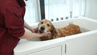 Table de toilettage pour chiens en acrylique blanc au design moderne 2025 avec fonctions de massage et d'ozone, baignoire spa autoportante écologique pour le lavage des grands chiens