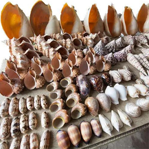 เปลือกหอยธรรมชาติสำหรับ99GD จากเวียดนามเปลือกหอยหอยนางรมธรรมชาติสำหรับงานฝีมือ - Product Image 4