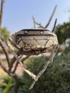 Hottest Sale Real Leather <b>Snake</b> Print Waist Pocket <b>Belt</b> Trending Travel Handbag Python Easy to Carry Money <b>Belt</b> Multi Uses - Product Image 4