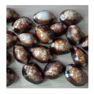 Coquillage cauri utilisé dans la décoration faite à la main et l'artisanat de mode par le fournisseur vietnamien 99 données sur l'or Coquillage cauri exportateur - Product Image 4