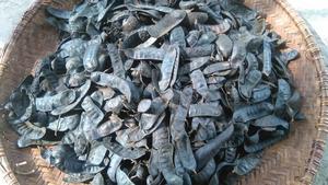 100% naturel criquet noir miel criquet savon haricot Gleditsia Sinensis Triacanthos du Vietnam - Product Image 5
