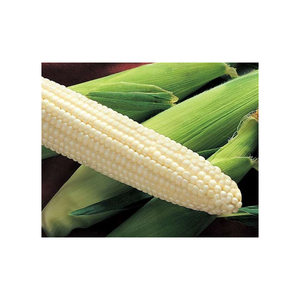 Suministro directo de fábrica de maíz blanco a granel para exportación y comercio - Product Image 1