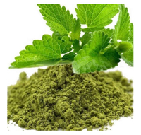 Extrait d'herbes, poudre de feuilles de Tulsi (Ocimum Sanctum), superaliment botanique ayurvédique naturel, aliment traditionnel à base de plantes, extrait