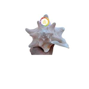 COQUILLE DE CONQUE ROSE DE TAILLE ÉNORME COQUILLE DE MER RARE NATURELLE TROUVÉE AU VIETNAM COQUILLE DE MER DE CHARME POUR LA DÉCORATION DE LA MAISON ET DE LA FÊTE - Product Image 5